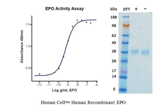 Human EPO Erythropoietin Protein Recombinant Produced In Human LSBio