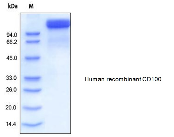 Human SEMA4D Semaphorin 4D CD100 Protein Recombinant LSBio