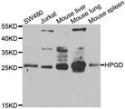 15-PGDH / HPGD Antibody - Western blot analysis of extracts of various cell lines.