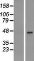 AADACL2 Protein - Western validation with an anti-DDK antibody * L: Control HEK293 lysate R: Over-expression lysate