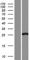 AAED1 / C9orf21 Protein - Western validation with an anti-DDK antibody * L: Control HEK293 lysate R: Over-expression lysate