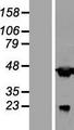 AAR2 Protein - Western validation with an anti-DDK antibody * L: Control HEK293 lysate R: Over-expression lysate