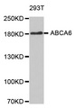 ABCA6 Antibody - Western blot analysis of extracts of 293T cellline.