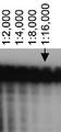 ABCA7 Antibody - Detection of ABCA7 using ABCA7, mouse antibody at various dilutions in ABCA7 transfected HeLa cell lysates.