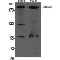 ABCA8 Antibody - Western blot of ABCA8 antibody