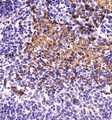ABCB5 Antibody - Immunohistochemistry: ABCB5 Antibody - Analysis of ABCB5 in mouse spleen using DAB with hematoxylin counterstain.  This image was taken for the unconjugated form of this product. Other forms have not been tested.