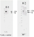 ABCB6 Antibody - Western blot of anti-ABCB6 antibody (right panel, lane B6) shows detection of Flag-tagged human ABCB6 protein at 104 kD and a truncated form of the protein at 79 kD (arrowheads). The antibody successfully detected ABCB6 in KB cells transfected with the ABCB6 protein. A Lysate prepared from KB cells without a vector insert (CV lane) should no reactivity with the antibody. The left panel shows a similar staining pattern using an anti-Flag antibody as a positive control. The membrane was probe.