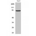 ABCB7 Antibody - Western blot of ABCB7 antibody