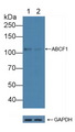 ABCF1 Antibody - Knockout Varification: Lane 1: Wild-type Hela cell lysate; Lane 2: ABCF1 knockout Hela cell lysate; Predicted MW: 96,92kd Observed MW: 110kd Primary Ab: 3µg/ml Rabbit Anti-Human ABCF1 Antibody Second Ab: 0.2µg/mL HRP-Linked Caprine Anti-Rabbit IgG Polyclonal Antibody