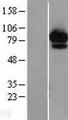 ABCF2 Protein - Western validation with an anti-DDK antibody * L: Control HEK293 lysate R: Over-expression lysate