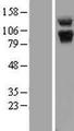 ABR Protein - Western validation with an anti-DDK antibody * L: Control HEK293 lysate R: Over-expression lysate