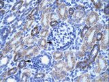 ACCN3 / ASIC3 Antibody - ACCN3 / ASIC3 antibody ARP35152_T100-NP_004760-ACCN3 (amiloride-sensitive cation channel 3) Antibody was used in IHC to stain formalin-fixed, paraffin-embedded human kidney.  This image was taken for the unconjugated form of this product. Other forms have not been tested.