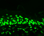 Acetyl-Lysine Antibody - Acetylated Lysine (7F8), Mouse back skin.  This image was taken for the unconjugated form of this product. Other forms have not been tested.