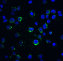 ACIN1 / Acinus Antibody - Immunofluorescence of Acinus in K562 cells with Acinus antibody at 20 ug/ml.  Green: Acinus Antibody  Blue: DAPI staining