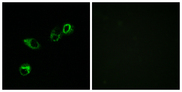 ACKR4 / CCRL1 / CCR11 Antibody - Immunofluorescence analysis of MCF7 cells, using CCRL1 Antibody. The picture on the right is blocked with the synthesized peptide.