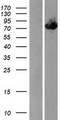 ACOX3 Protein - Western validation with an anti-DDK antibody * L: Control HEK293 lysate R: Over-expression lysate