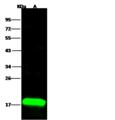 ACP1 / Acid Phosphatase Antibody - Anti-ACP1 rabbit polyclonal antibody at 1:500 dilution. Lane A: Jurkat Whole Cell Lysate. Lysates/proteins at 30 ug per lane. Secondary: Goat Anti-Rabbit IgG H&L (Dylight 800) at 1/10000 dilution. Developed using the Odyssey technique. Performed under reducing conditions. Predicted band size: 18 kDa. Observed band size: 18 kDa.