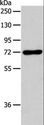 AcPL / IL18RAP Antibody - Western blot analysis of RAW264.7 cell, using IL18RAP Polyclonal Antibody at dilution of 1:450.