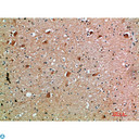 AcPL / IL18RAP Antibody - Immunohistochemical analysis of paraffin-embedded human-brain, antibody was diluted at 1:200.