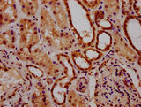ACRC Antibody - Immunohistochemistry Dilution at 1:300 and staining in paraffin-embedded human kidney tissue performed on a Leica BondTM system. After dewaxing and hydration, antigen retrieval was mediated by high pressure in a citrate buffer (pH 6.0). Section was blocked with 10% normal Goat serum 30min at RT. Then primary antibody (1% BSA) was incubated at 4°C overnight. The primary is detected by a biotinylated Secondary antibody and visualized using an HRP conjugated SP system.