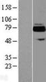 ACSS3 Protein - Western validation with an anti-DDK antibody * L: Control HEK293 lysate R: Over-expression lysate