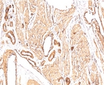 Actin Antibody - Smooth muscle actin antibody Immunohistochemistry.  This image was taken for the unmodified form of this product. Other forms have not been tested.