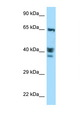 ACTL8 Antibody - ACTL8 antibody Western blot of MCF7 Cell lysate. Antibody concentration 1 ug/ml.  This image was taken for the unconjugated form of this product. Other forms have not been tested.