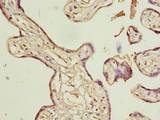 ACTL8 Antibody - Immunohistochemistry of paraffin-embedded human placenta tissue using antibody at dilution of 1:100.