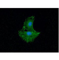 ACTN1 Antibody - ICC/IF analysis of ACTN1 in Balb-3T3 cells. The cell was stained with ACTN1 antibody (1:100).The secondary antibody (green) was used Alexa Fluor 488. DAPI was stained the cell nucleus (blue).