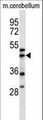 ACTR1A / Centractin Antibody - ACTR1A Antibody western blot of mouse cerebellum tissue lysates (35 ug/lane). The ACTR1A antibody detected the ACTR1A protein (arrow).