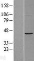 ACTR1A / Centractin Protein - Western validation with an anti-DDK antibody * L: Control HEK293 lysate R: Over-expression lysate