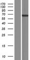 ADAD1 Protein - Western validation with an anti-DDK antibody * L: Control HEK293 lysate R: Over-expression lysate