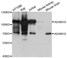 ADAM10 Antibody - Western blot analysis of extracts of various cell lines, using ADAM10 antibody at 1:1000 dilution. The secondary antibody used was an HRP Goat Anti-Rabbit IgG (H+L) at 1:10000 dilution. Lysates were loaded 25ug per lane and 3% nonfat dry milk in TBST was used for blocking. An ECL Kit was used for detection and the exposure time was 30s.
