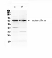 ADAM10 Antibody - Western blot - Anti-ADAM10 Picoband antibody