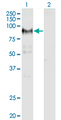 ADAM12 Antibody - Western Blot analysis of ADAM12 expression in transfected 293T cell line by ADAM12 monoclonal antibody (M01), clone 1G3.Lane 1: ADAM12 transfected lysate (Predicted MW: 80.4 KDa).Lane 2: Non-transfected lysate.