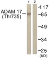 ADAM17 / TACE Antibody - Western blot analysis of lysates from K562 cells treated with UV 5', using ADAM 17 (Phospho-Thr735) Antibody. The lane on the right is blocked with the phospho peptide.