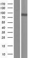 ADAM18 Protein - Western validation with an anti-DDK antibody * L: Control HEK293 lysate R: Over-expression lysate