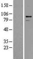 ADAM30 Protein - Western validation with an anti-DDK antibody * L: Control HEK293 lysate R: Over-expression lysate