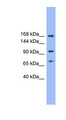ADAMTS19 Antibody - ADAMTS19 antibody Western blot of THP-1 cell lysate. This image was taken for the unconjugated form of this product. Other forms have not been tested.