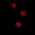 ADCY5+6 Antibody - Immunofluorescent analysis of Adenylate Cyclase 5/6 staining in Raw264.7 cells. Formalin-fixed cells were permeabilized with 0.1% Triton X-100 in TBS for 5-10 minutes and blocked with 3% BSA-PBS for 30 minutes at room temperature. Cells were probed with the primary antibody in 3% BSA-PBS and incubated overnight at 4 C in a humidified chamber. Cells were washed with PBST and incubated with a DyLight 594-conjugated secondary antibody (red) in PBS at room temperature in the dark. DAPI was used to stain the cell nuclei (blue).