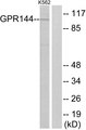 ADGRD2 / GPR144 Antibody - Western blot analysis of lysates from K562 cells, using GPR144 Antibody. The lane on the right is blocked with the synthesized peptide.