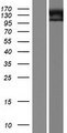 ADGRD2 / GPR144 Protein - Western validation with an anti-DDK antibody * L: Control HEK293 lysate R: Over-expression lysate
