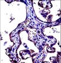 ADGRE5 / CD97 Antibody - CD97 Antibody immunohistochemistry of formalin-fixed and paraffin-embedded human placenta tissue followed by peroxidase-conjugated secondary antibody and DAB staining.