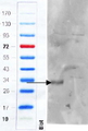 ADGRE5 / CD97 Antibody - CD97 antibody (1 ug/ml) staining of Mouse Colon (wt, left lane, knock-out right lane) lysate (35 ug protein in RIPA buffer). Primary incubation was 1 hour. Detected by infrared fluorescence (Odyssey). Data obtained from anonymous customer