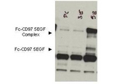 ADGRE5 / CD97 Antibody - Anti-CD97 Antibody - Western Blot. Western blot of Protein A purified anti-CD97 antibody shows detection of bands corresponding to free Fc-CD97- (5EGF) (lower arrowhead) and Fc-CD97- (5EGF) present as a complex (upper arrowhead) in lysates from COS cells. The left lane contains lysate from cells transfected with control DNA. The right lane contains lysate from COS cells expressing Fc-CD97- (5EGF). No staining was noted from bone marrow lysates taken from CD97 knockout mice. The identity of the band at ~65 kD appearing in all lanes is not known. The formation of the CD97 complex is currently under investigation. Approximately 10 ul of lysate was used in each lane. A 1:1000 dilution of the primary antibody was used. The image was processed using a 10-sec exposure. Personal Communication. Yvona Ward. NIH, NCI, CCR, Bethesda, MD.
