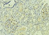 ADGRF1 / GPR110 Antibody - 1:100 staining mouse kidney tissue by IHC-P. The sample was formaldehyde fixed and a heat mediated antigen retrieval step in citrate buffer was performed. The sample was then blocked and incubated with the antibody for 1.5 hours at 22°C. An HRP conjugated goat anti-rabbit antibody was used as the secondary.