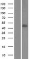ADHFE1 Protein - Western validation with an anti-DDK antibody * L: Control HEK293 lysate R: Over-expression lysate