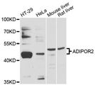 ADIPOR2 Antibody - Western blot analysis of extracts of various cell lines, using ADIPOR2 antibody at 1:3000 dilution. The secondary antibody used was an HRP Goat Anti-Rabbit IgG (H+L) at 1:10000 dilution. Lysates were loaded 25ug per lane and 3% nonfat dry milk in TBST was used for blocking. An ECL Kit was used for detection and the exposure time was 10s.