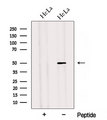 ADIPOR2 Antibody - Western blot analysis of extracts of HeLa cells using ADIPOR2 antibody. The lane on the left was treated with blocking peptide.