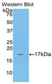 ADM / Adrenomedullin Antibody - Western blot of recombinant ADM / Adrenomedullin.  This image was taken for the unconjugated form of this product. Other forms have not been tested.